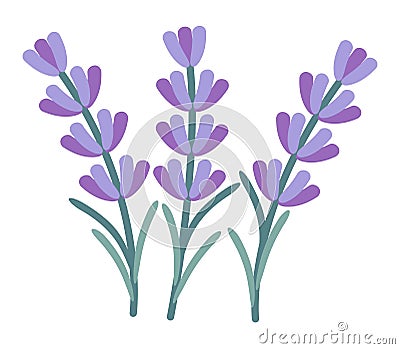 vector lavender flower set Vector Illustration