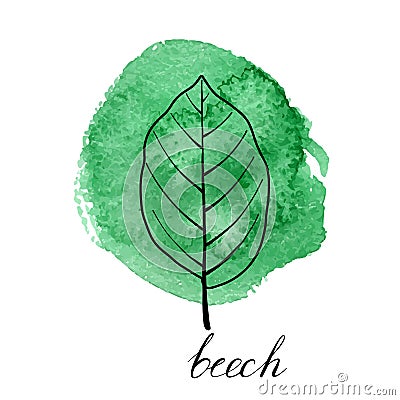 Vector leaf of beech tree Vector Illustration