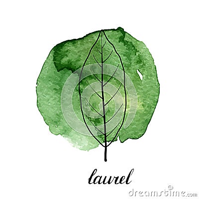 Vector leaf of laurel tree Vector Illustration