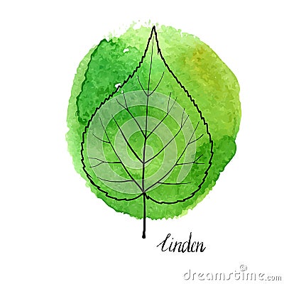 Vector leaf of linden tree Vector Illustration