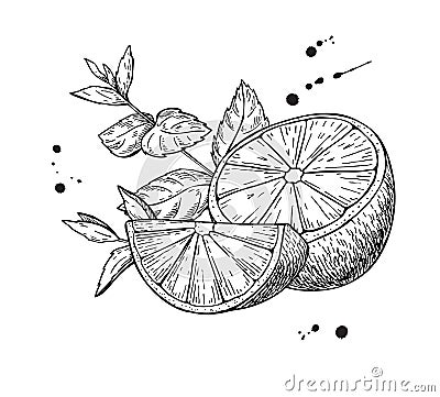 Vector lemons and mint. Isolated on white background. Hand drawn illustration. fruit sliced piece and leaves drawing. Vector Illustration