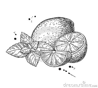 Vector lemons and mint. Isolated on white background. Cartoon Illustration