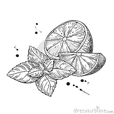 Vector lemons and mint. Isolated on white background. Cartoon Illustration