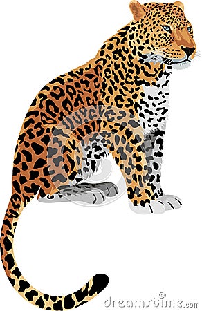 Vector Leopard Panthera pardus Vector Illustration