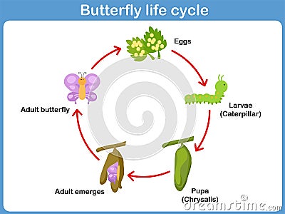 Vector Life cycle of a butterfly for kids Vector Illustration