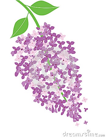 Vector lilac flower Vector Illustration