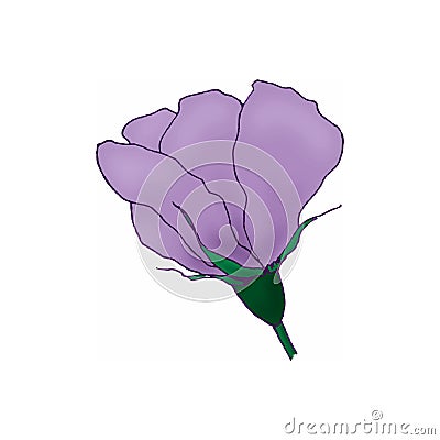 Vector lilac tropical hibiscus flowers isolated on white background. Side view Stock Photo