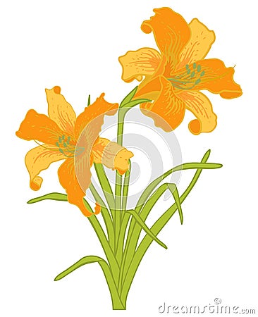 Vector lilies. Vector Illustration