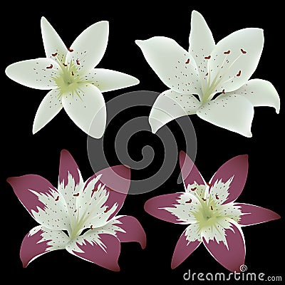 Vector lily flowers Vector Illustration