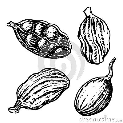 Vector line drawing handmade cardamom isolated on white background. sketches of spices Vector Illustration