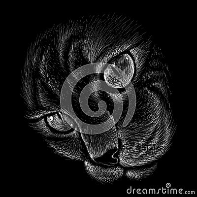 The Vector logo cat for tattoo or T-shirt design or outwear. Cute print style cat background. Stock Photo