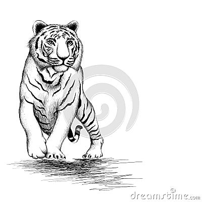 The Vector logo tiger for tattoo or T-shirt design or outwear. Hunting style tigers print on black background. This drawing is fo Stock Photo