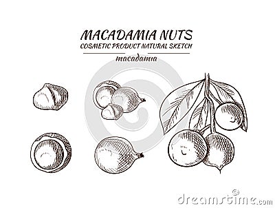Vector Macadamia Hand Drawn Illustrations Set, Isolated Sketches, Nuts Drawings, Detailed Illustration. Vector Illustration