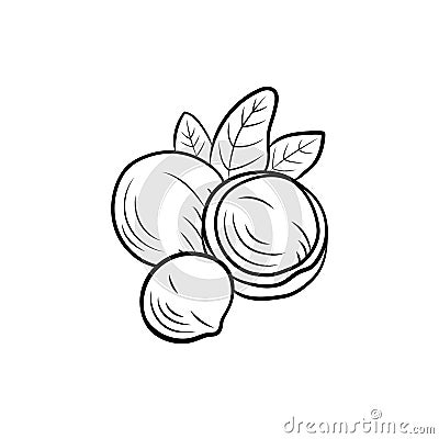 Vector macadamia illustration, nuts group with leaves isolated on white background, black lines. Vector Illustration