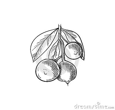 Vector Macadamia Nuts Branch, Sketchy Illustration, Hand Drawn Icon, Black Drawing, Isolated. Vector Illustration