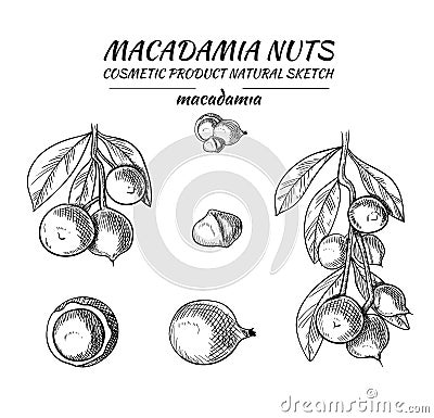 Vector Macadamia Sketches Set, Black Drawing Isoalted Nuts Illustration. Vector Illustration