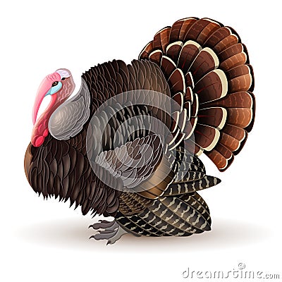 Vector male Turkey Vector Illustration