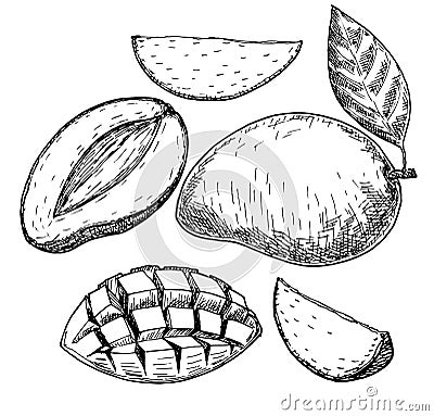 Vector mango hand drawn sketch . Sketch food illustration Cartoon Illustration