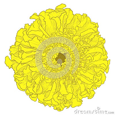Vector marigold flower. Vector Illustration