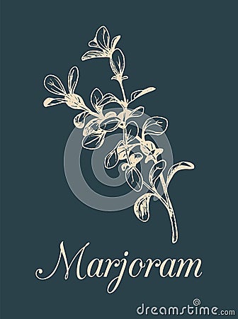 Vector marjoram illustration isolated. Hand sketched botanical plant. Card with spice drawing in engraving style. Vector Illustration