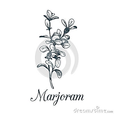 Vector marjoram illustration isolated.Hand sketched botanical plant for tags.Card with spice drawing in engraving style. Vector Illustration