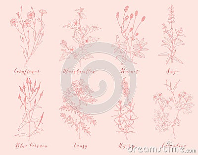 Vector medicinal herbs. Vector Illustration