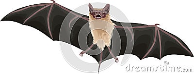 Vector Mexican Free-Tailed Bat illustration Vector Illustration