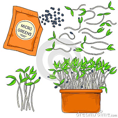 Vector microgreens growing in a pot. Wholesome, organic, healthy food. Greens, seeds for growing microgreens Vector Illustration