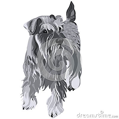 vector Miniature Schnauzer dog Vector Illustration