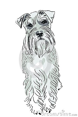 Vector Miniature Schnauzer dog Vector Illustration