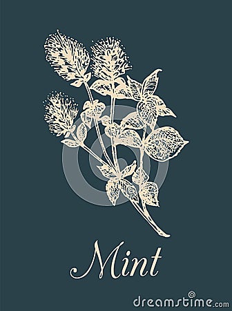 Vector mint illustration. Hand drawn aromatic plant sketch. Culinary herb image. Botanical drawing in engraving style. Vector Illustration