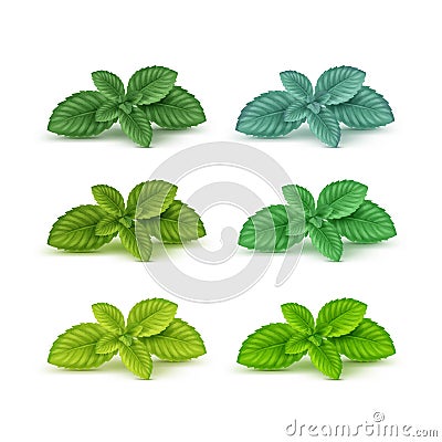 Vector Mint Spearmint Peppermint Leaf Leaves Set on White Vector Illustration