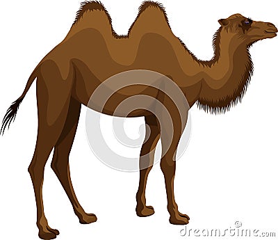 Vector mongolian bactrian camel Vector Illustration