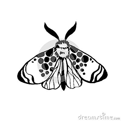 Vector moth, night butterfly drawing, hand drawing silhouette Vector Illustration
