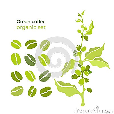 Vector natural set of coffee tree, green bean, berry Vector Illustration