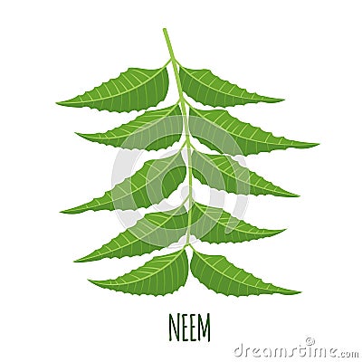 Vector Neem branch or nimtree in flat style isolated on white background Vector Illustration