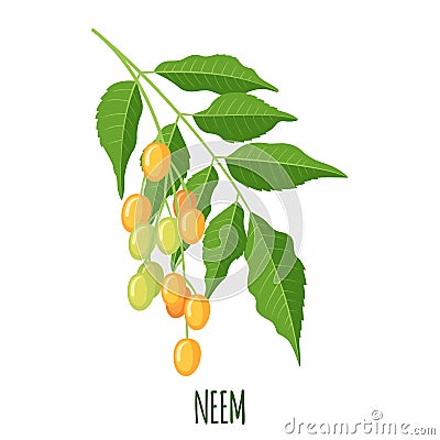 Vector Neem or nimtree in flat style isolated on white background Vector Illustration