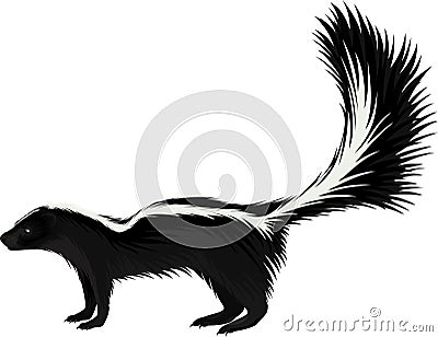 Vector North american striped skunk Vector Illustration