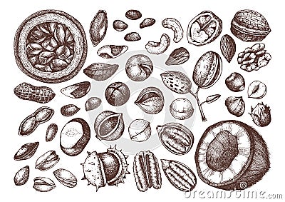 Vector nuts collection. Hand drawn pecan, macadamia, pine nuts, walnut, almond, pistachio, chestnut, peanut, brazil nut, hazelnut Vector Illustration