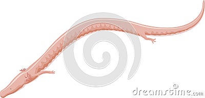 Vector olm or proteus - cave quatic salamander Vector Illustration
