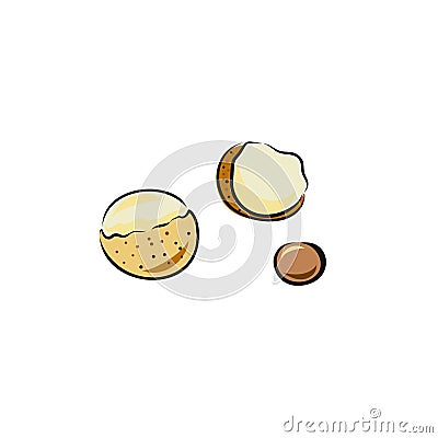 Vector ongan fruit isolated on white background. Botanical illustration in hand drawn style for menu, market, label, juice Cartoon Illustration