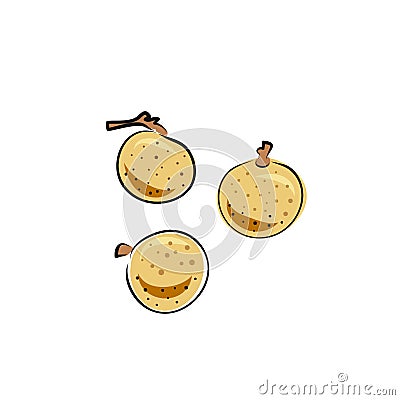 Vector ongan fruit isolated on white background. Botanical illustration in hand drawn style for menu, market, label, juice Cartoon Illustration