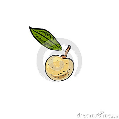 Vector ongan fruit isolated on white background. Botanical illustration in hand drawn style for menu, market, label, juice Cartoon Illustration