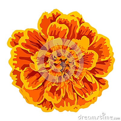 Vector orange marigold flower Stock Photo