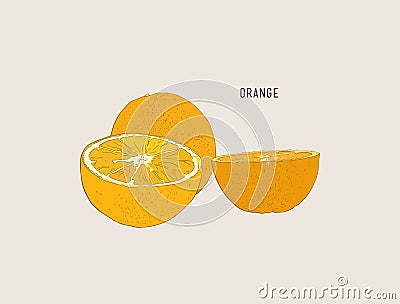 Vector oranges hand drawn sketch. Vector Illustration