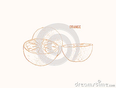 Vector oranges hand drawn sketch. Vector Illustration