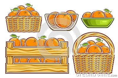 Vector Oranges Set Vector Illustration
