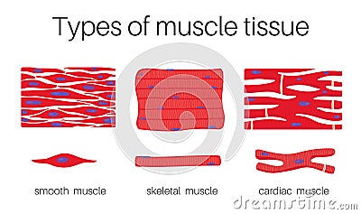 Illustration is Types of muscle tissue Vector Illustration