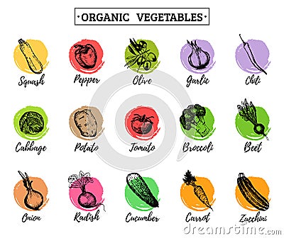 Vector organic vegetables cards set. Farm eco products tags collection. Hand sketched greens illustration Vector Illustration