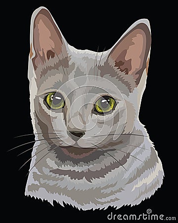 Colored Russian Blue Cat Vector Illustration